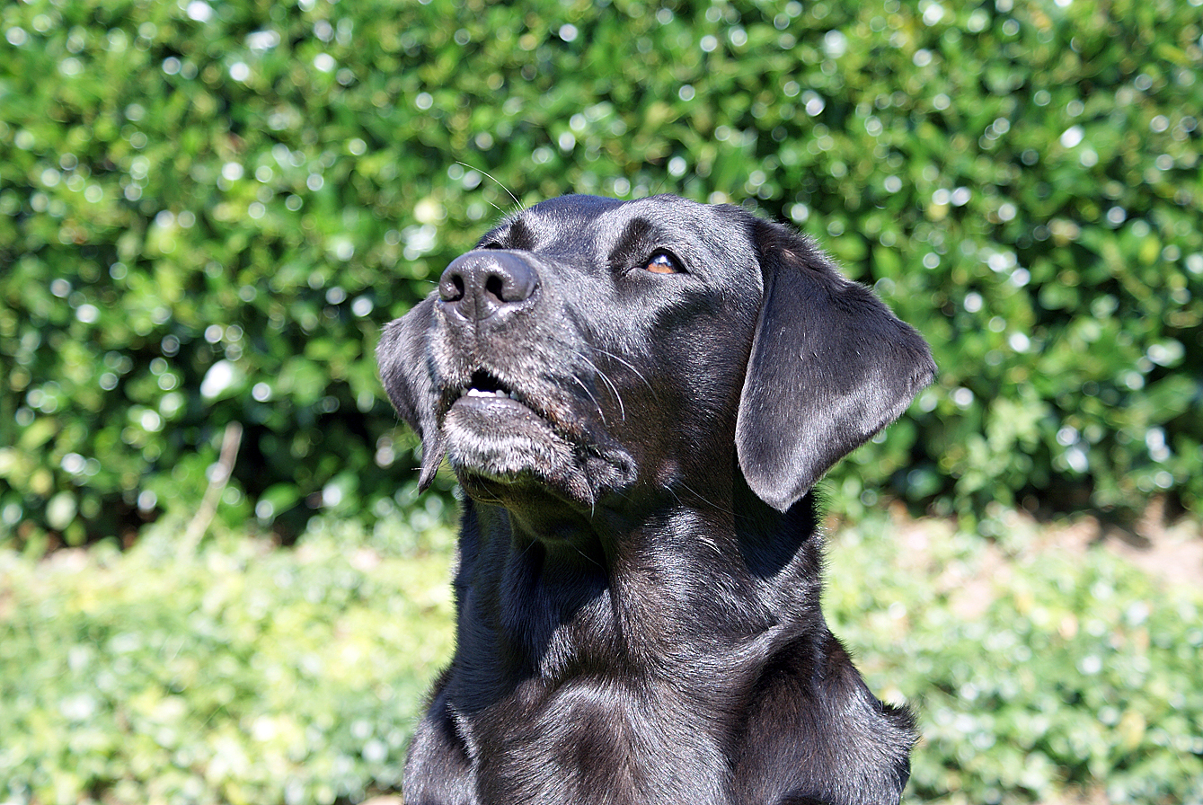 Hund
