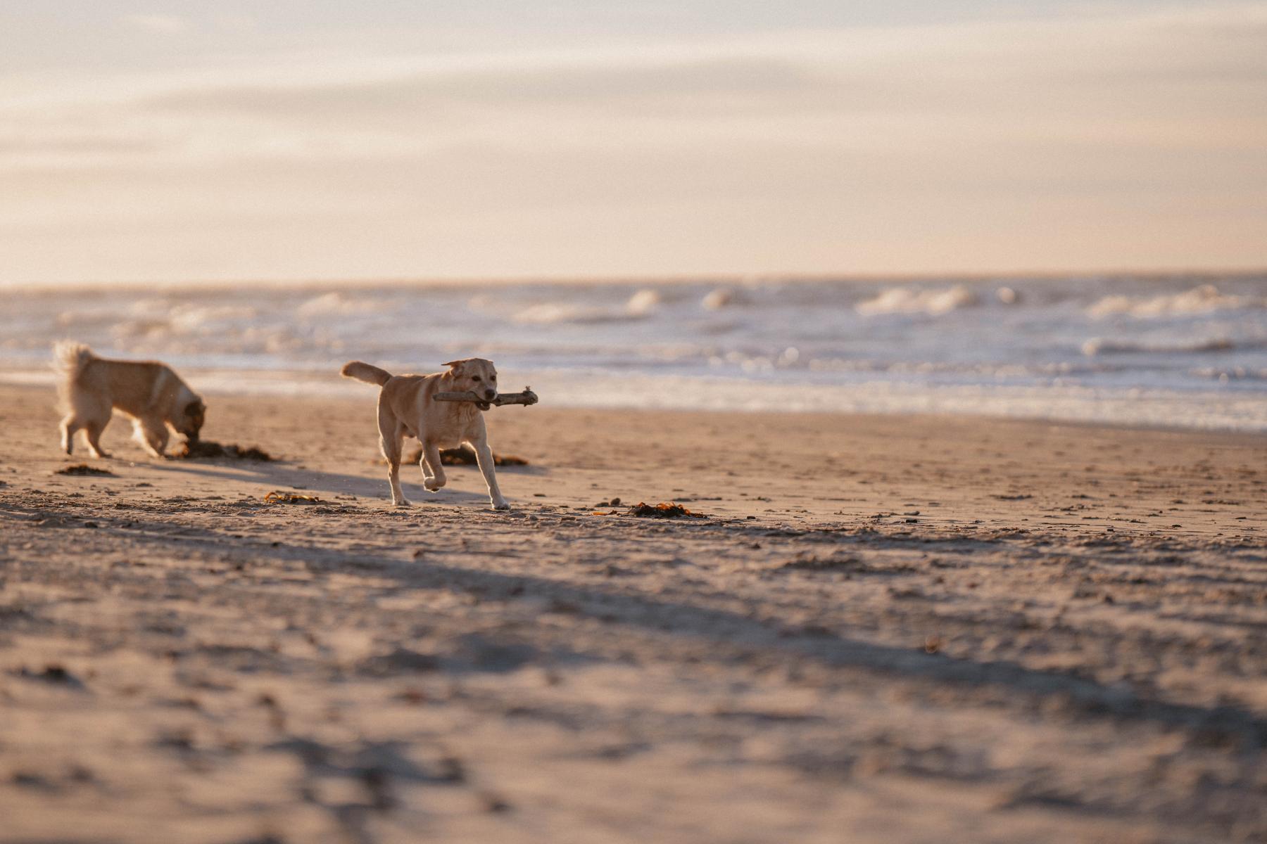 Hunde
