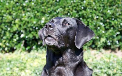 Hund