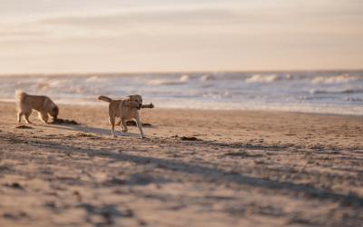 Hunde