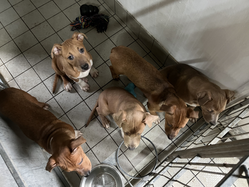 Alle halv otte meditativ 29 hunde indleveret til Dyrenes Beskyttelse