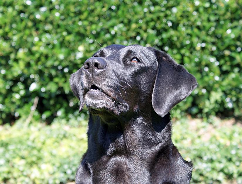 Hund