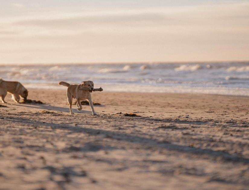 Hunde